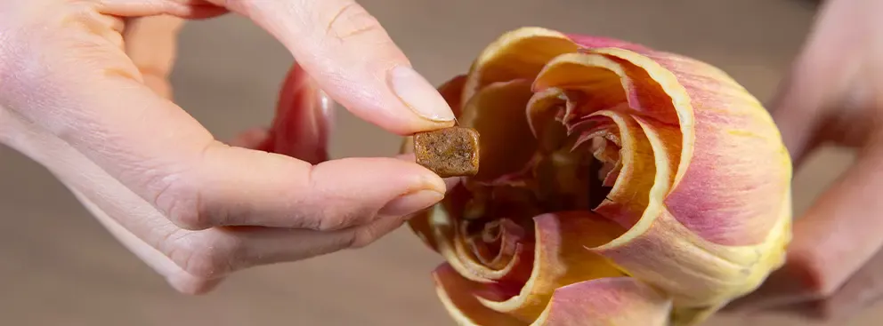 Carciofi alla Giudia